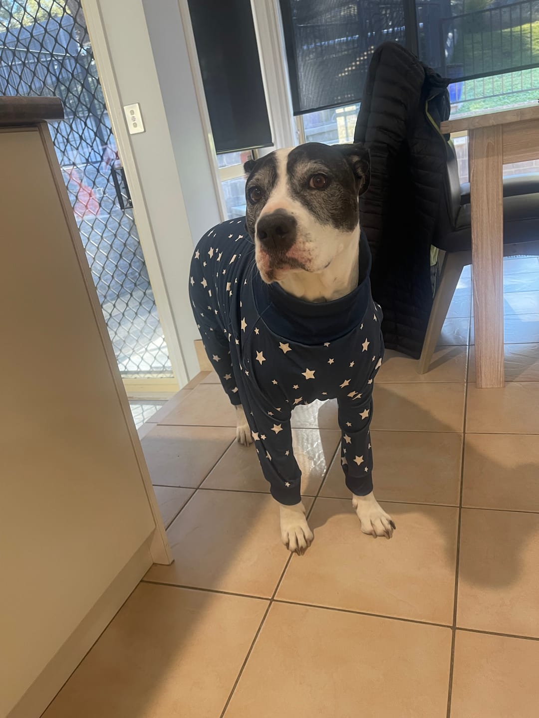 Customer photo review of Dog Pajama - Stars