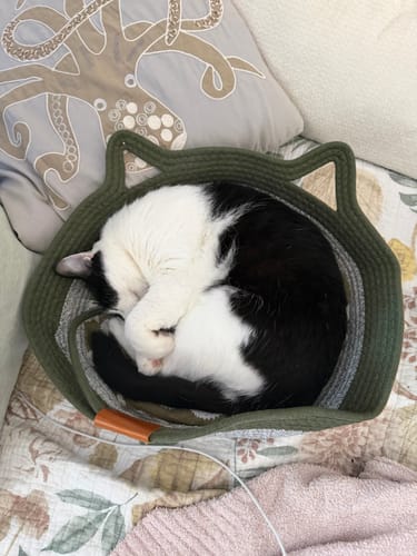 Customer's black and white cat curled up sleeping inside the olive green Instinct Basket.