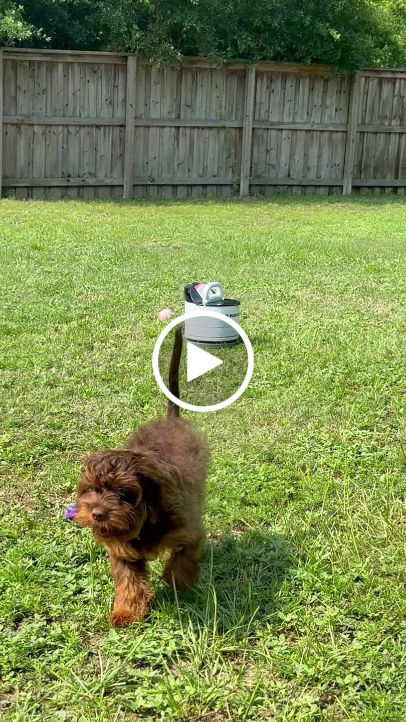 Customer video review of Pup Stack