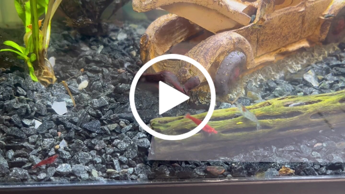 Customer video review of Skittles Shrimp