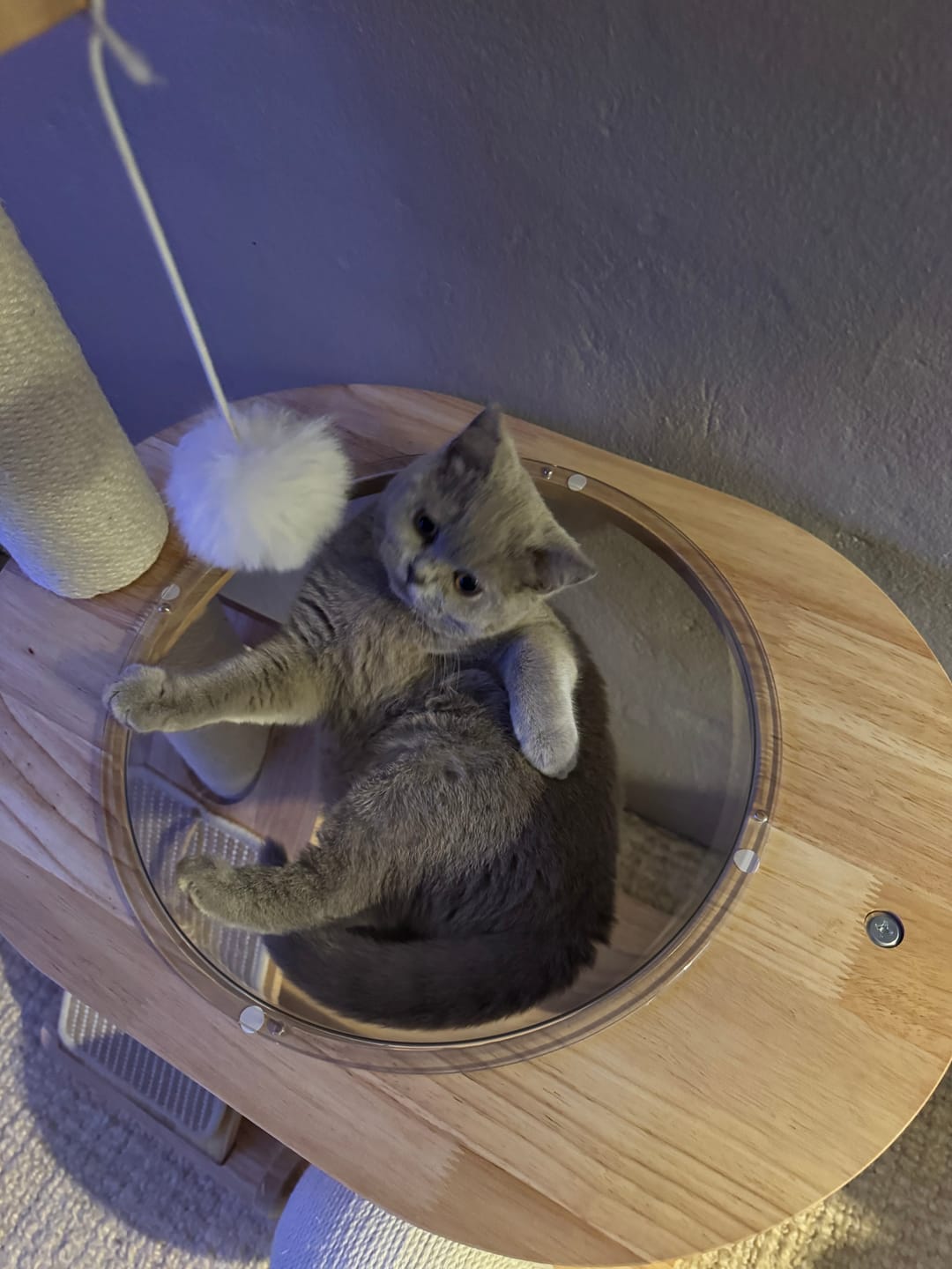 Customer photo review of 3-Tier Wooden Cat Tree with Scratching Posts & Play Features