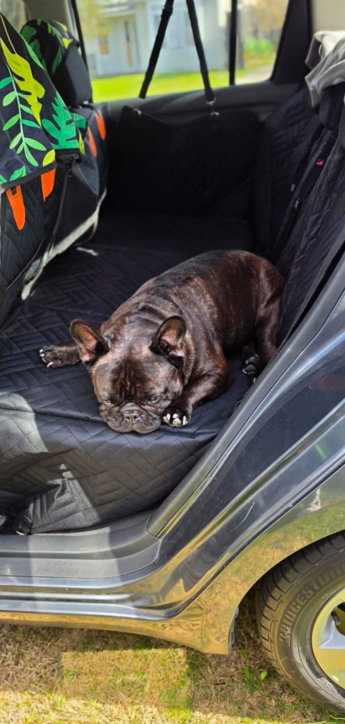 Customer photo review of Marlo&Co™ Dog Seat Cover