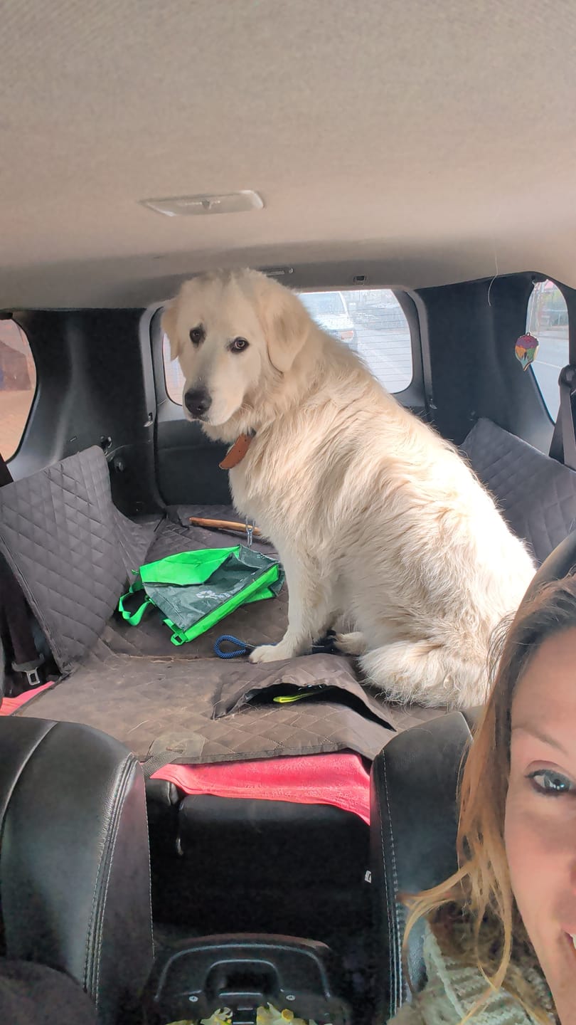Customer photo review of Companion&Co™ Hard Bottom Car Seat Cover