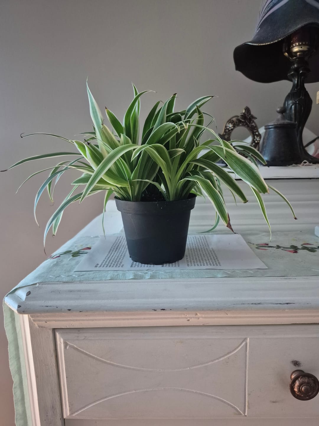Customer photo review of Spider Plant Chlorophytum comosum