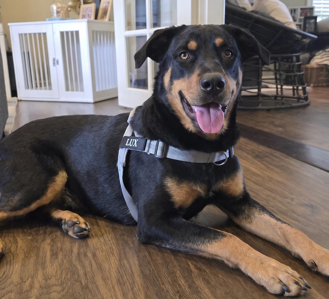 Customer photo review of Personalized No-Pull Dog Harness