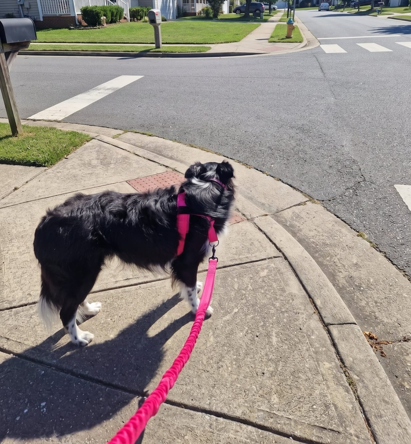 Customer photo review of Personalized No-Pull Dog Harness