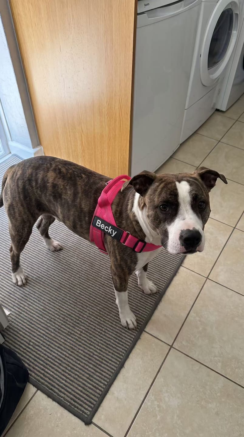 Customer photo review of Personalized No-Pull Dog Harness