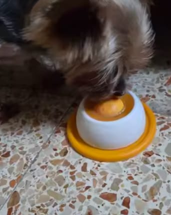 Customer photo review of Sashacat™ LickBowl