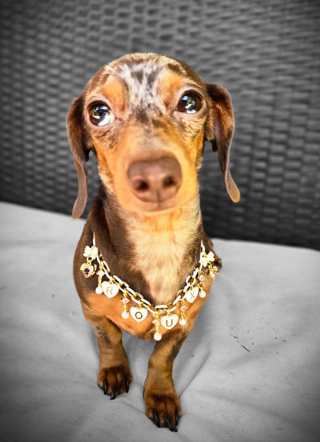 Customer photo review of 18 Karat Gold Plated Dog Charm Necklace Personalizable Customizable and Custom Handmade
