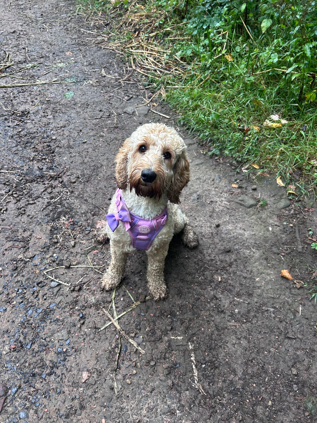 Customer photo review of Trail & Glow Dog Harness - COLOUR DROPS® - Love that for you