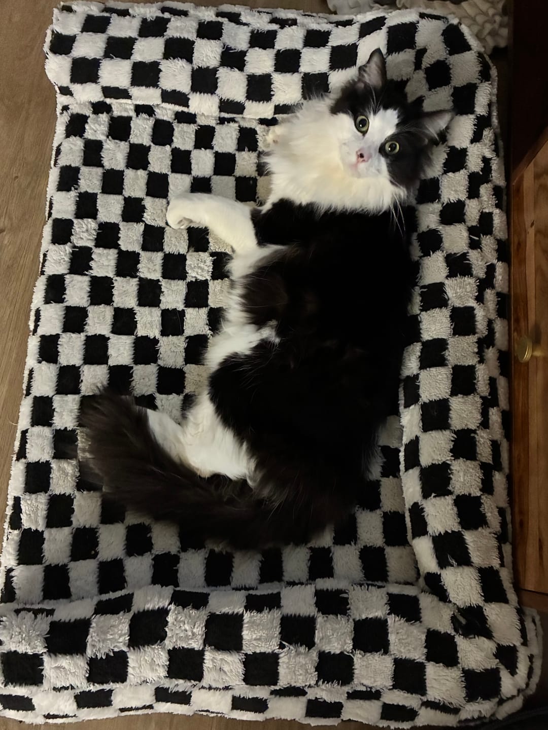 Customer photo review of Orthopedic Dog Bed Pet Mat Calming Checkered Plush Sofa Washable
