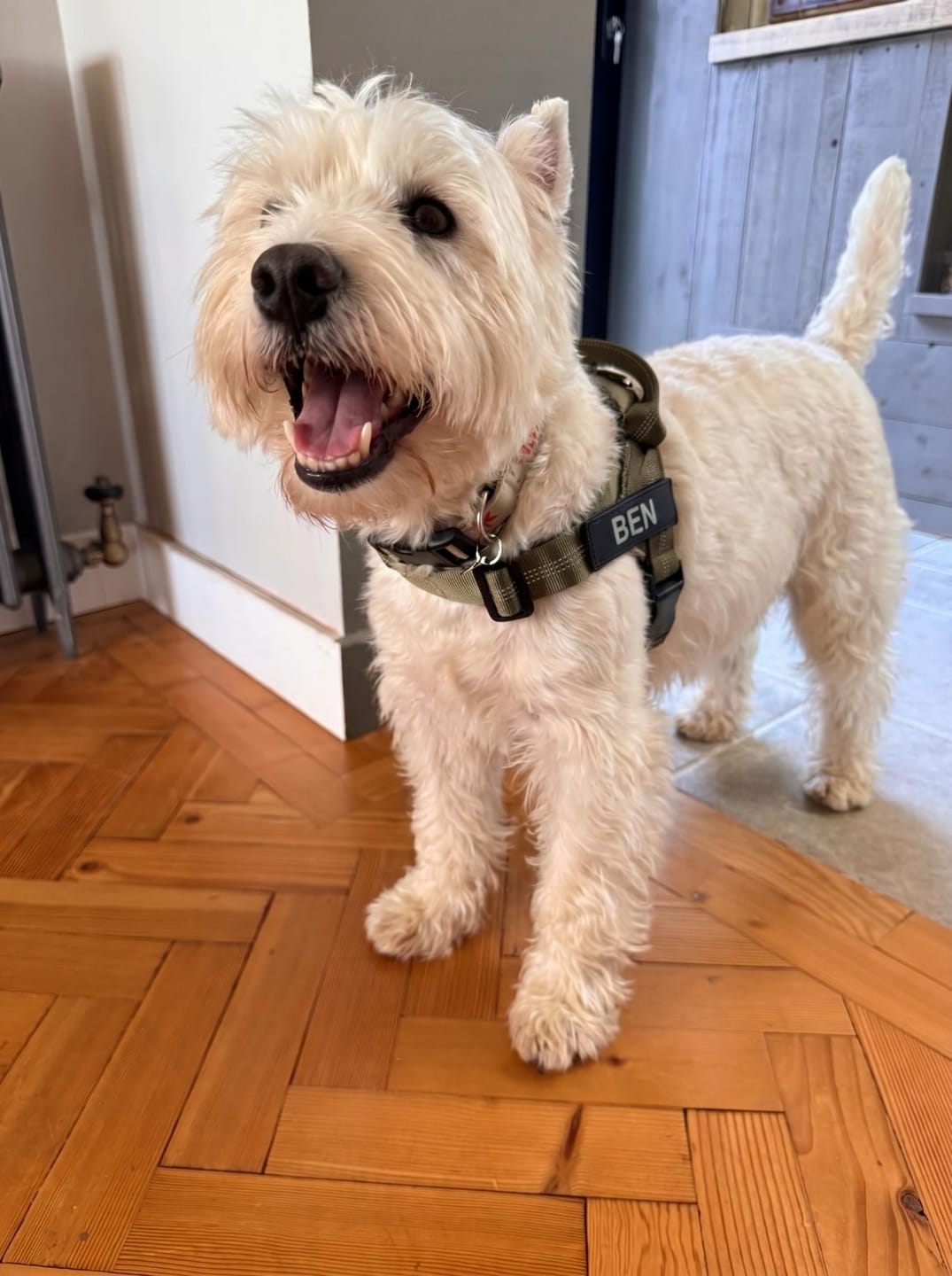 Customer photo review of Personalized No-Pull Dog Harness