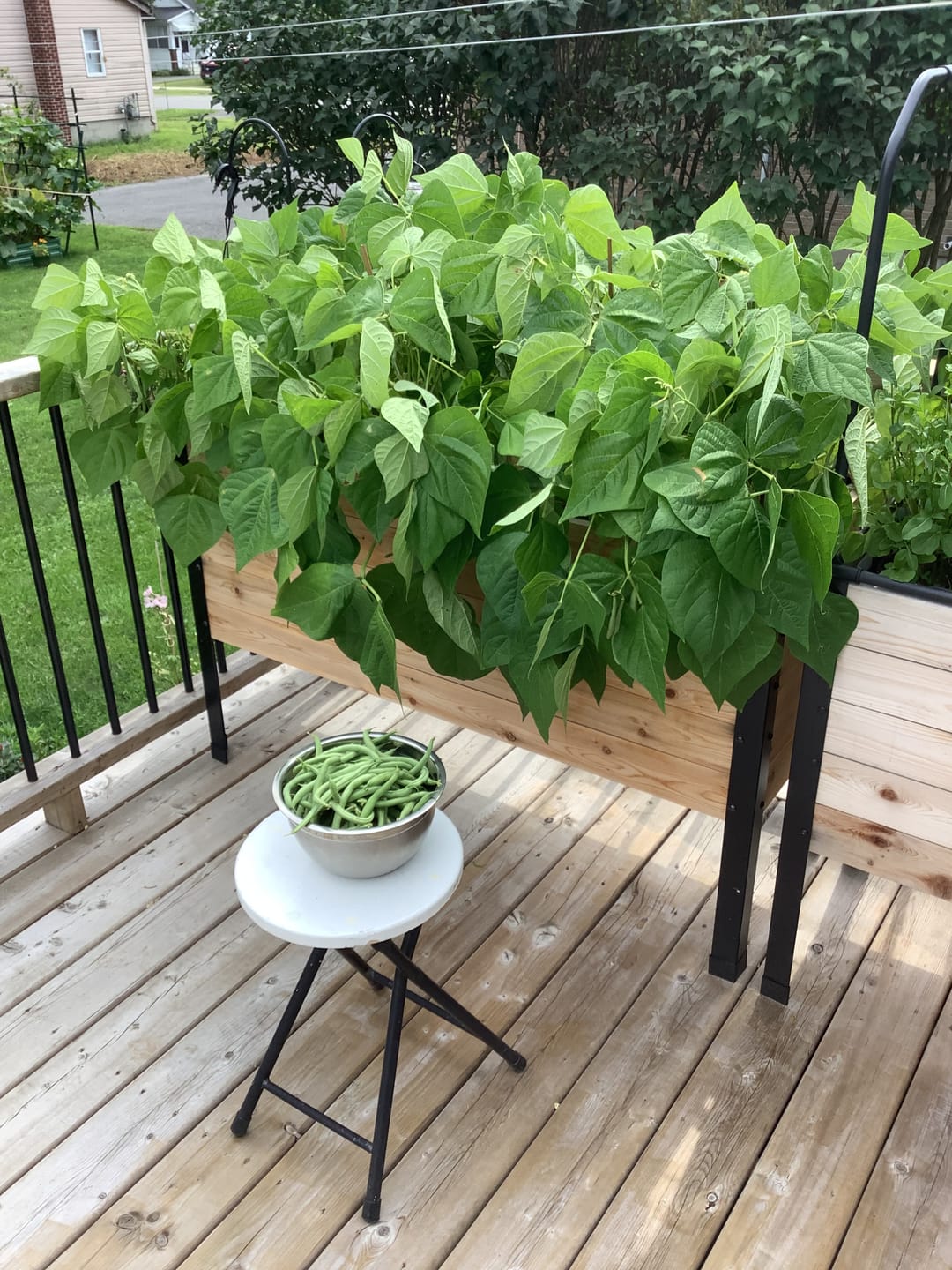 Customer photo review of Greenhouse Cover