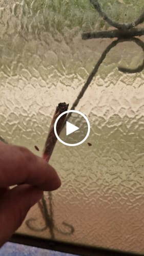 Customer video review of CALI MIX AAA+ – Premium Selection