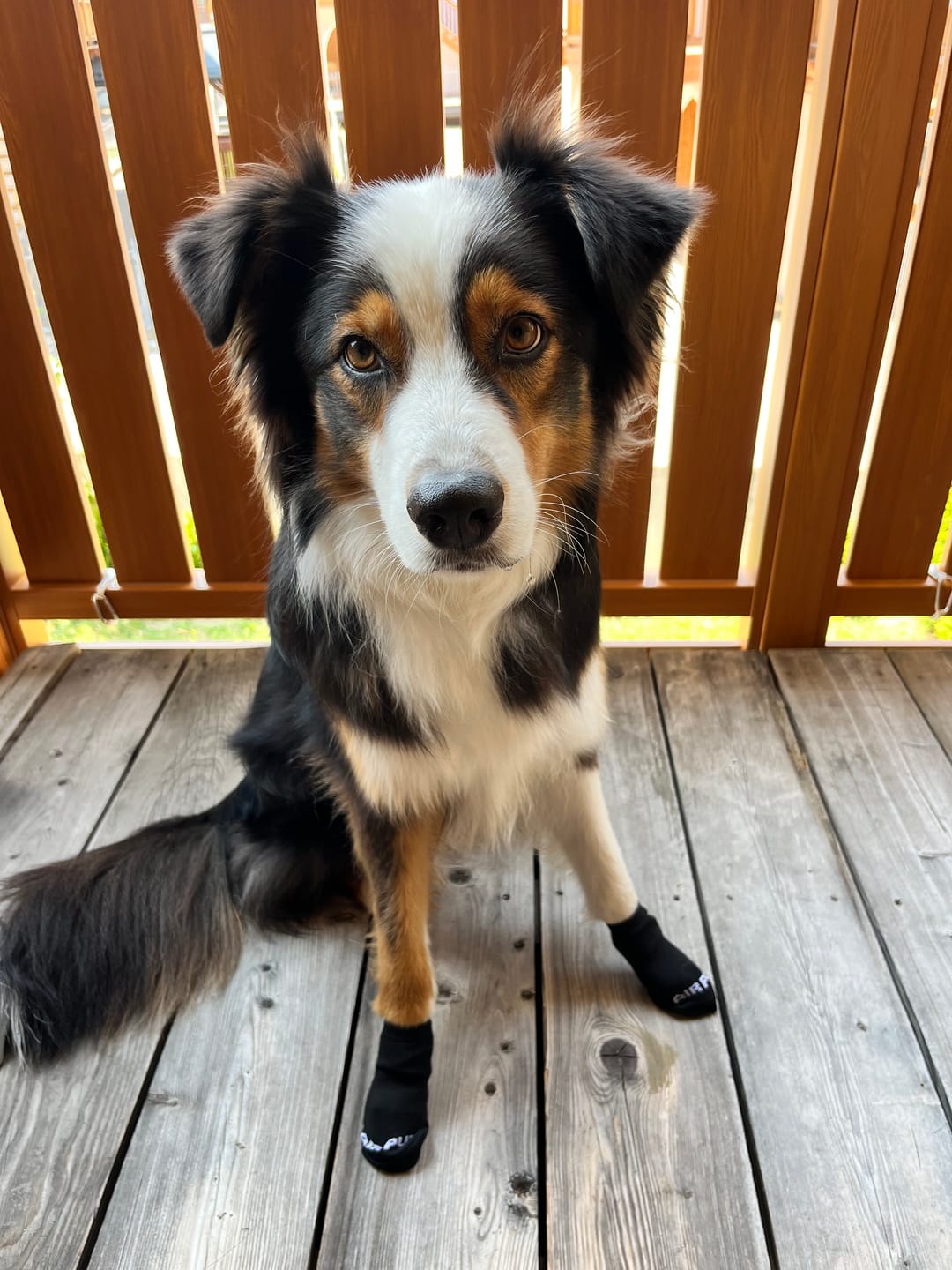 Customer photo review of AIR PUP SPRINTERS - SET OF 4