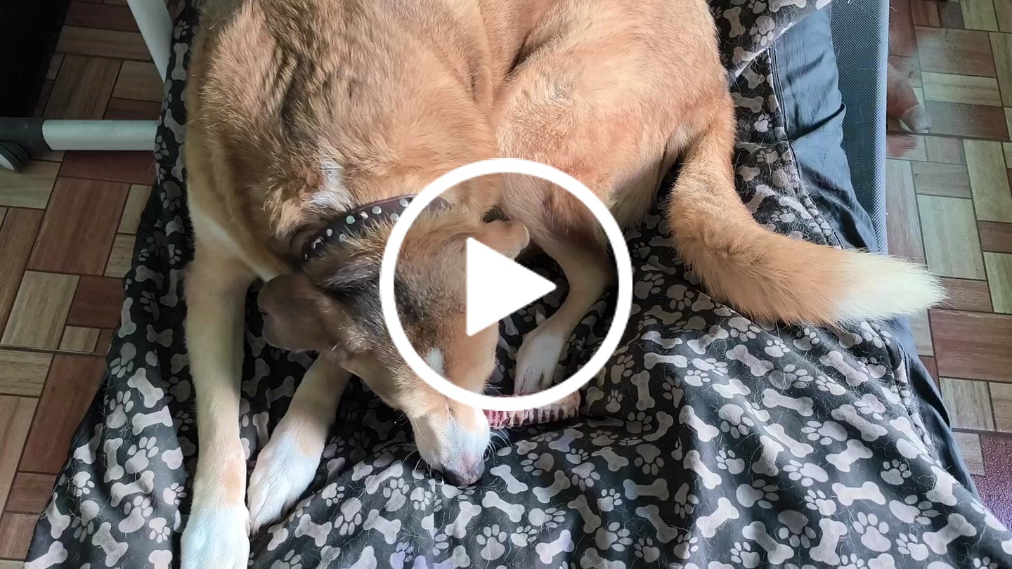 Customer video review of Oreja de cerdo en trozos