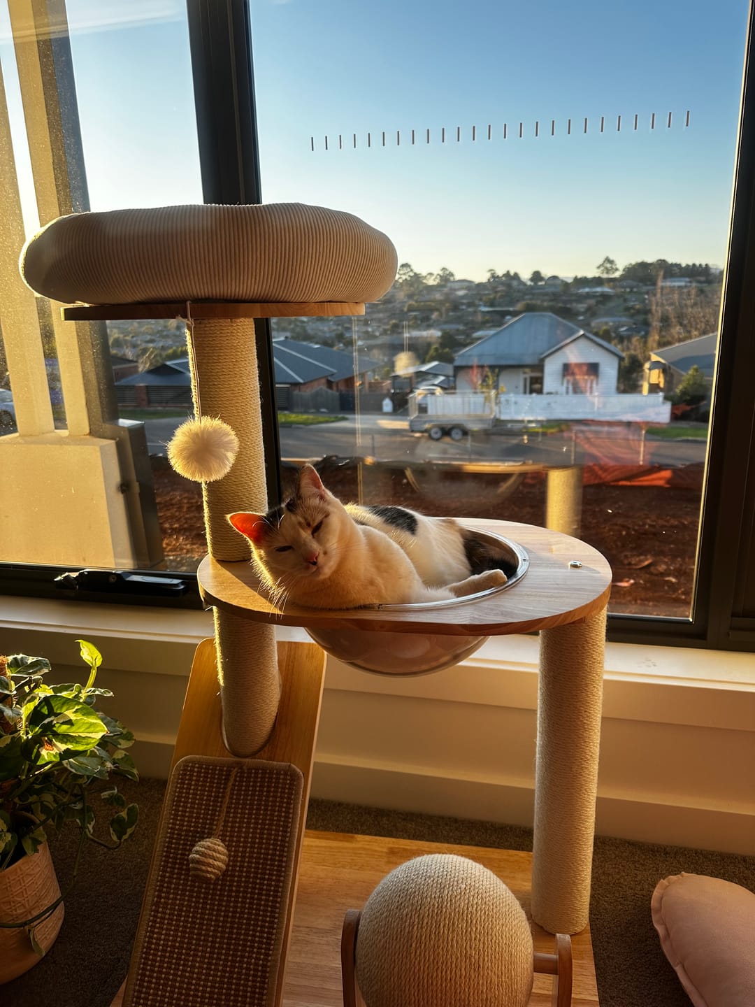 Customer photo review of 3-Tier Wooden Cat Tree with Scratching Posts & Play Features