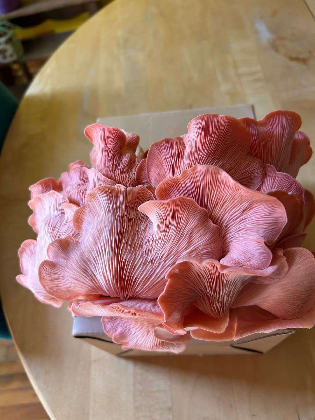Customer photo review of Mushroom Grow Kits