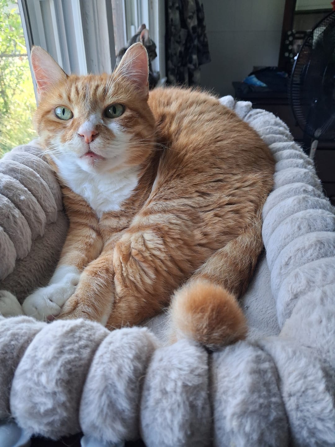 Customer photo review of GCP Flea & Tick Natural Defense for Cats - 100 Soft Chews