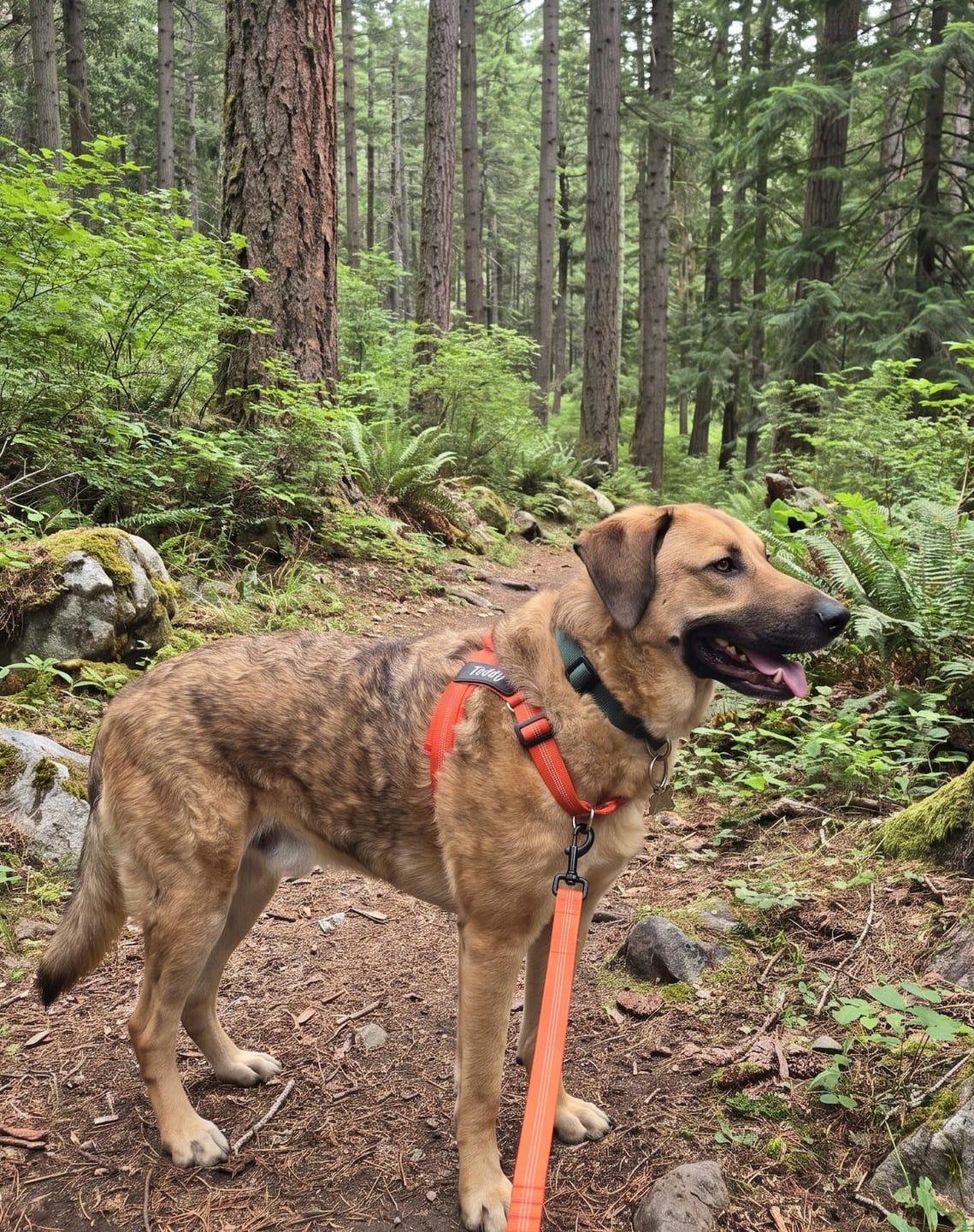 Customer photo review of Personalized No-Pull Dog Harness