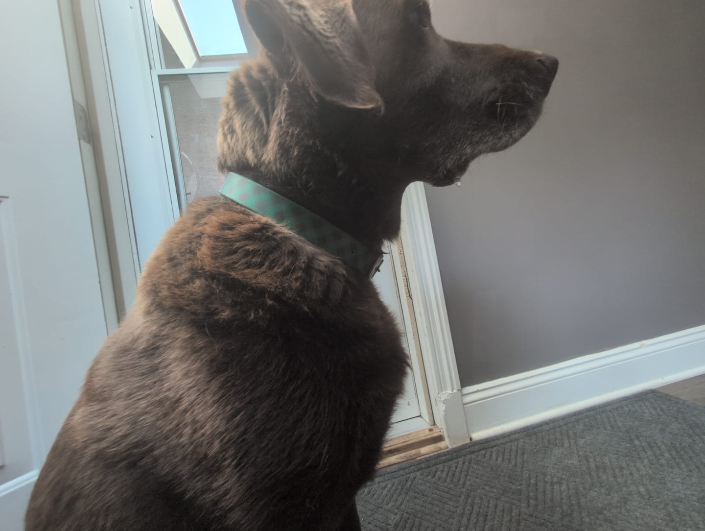 Customer photo review of Lumberjack Forest Green Dog Collar