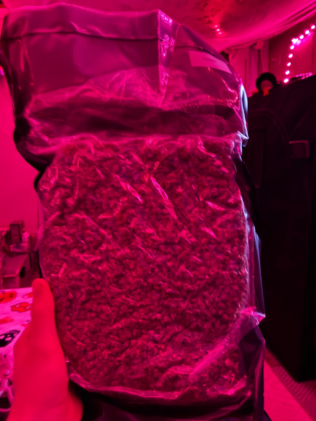 Customer photo review of Bulk Greenhouse Smalls