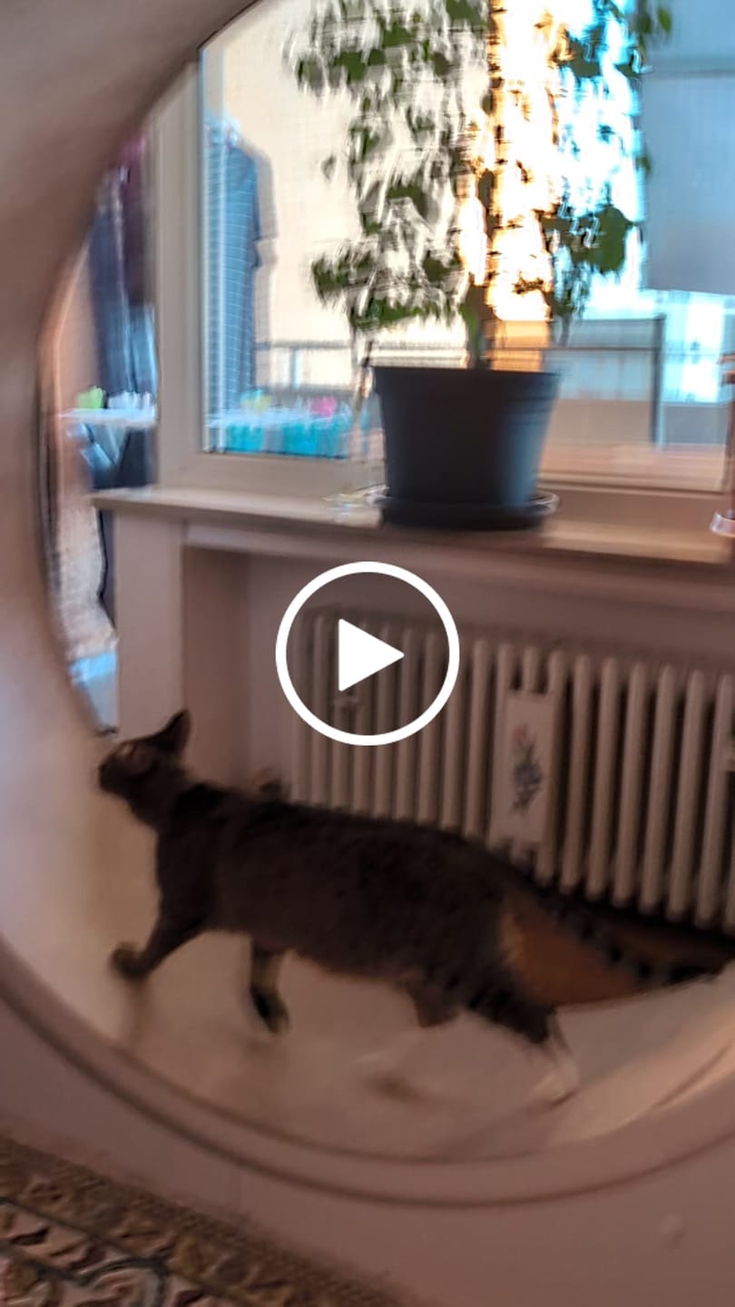 Customer video review of Elmato Katzenlaufrad Simba