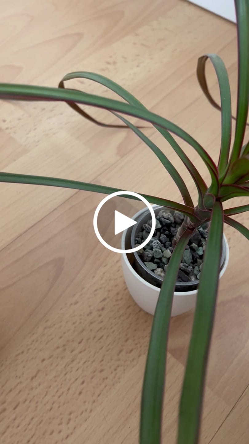 Customer video review of Fine Houseplant Mineral Mix
