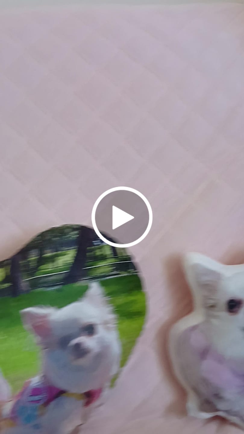Customer video review of 世界にひとつだけ♪好きな写真で作るオーダーメイドクッション（20～80cm）