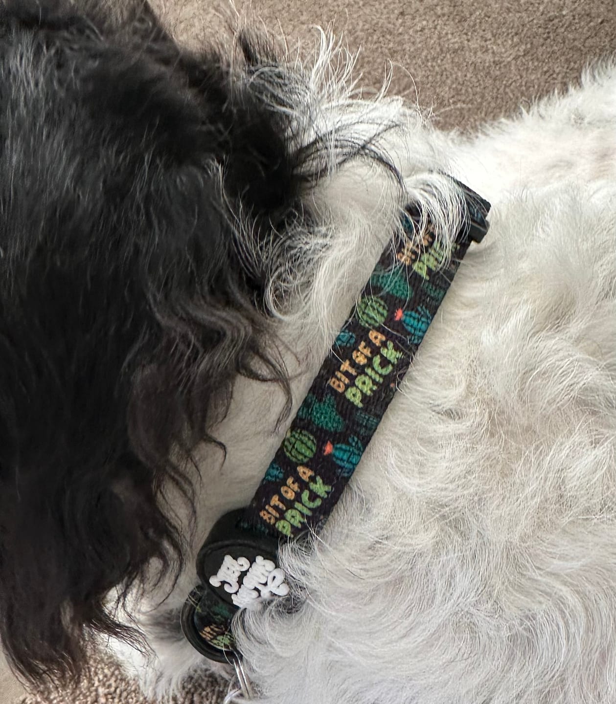 Customer photo review of Bit of a pr**k collar
