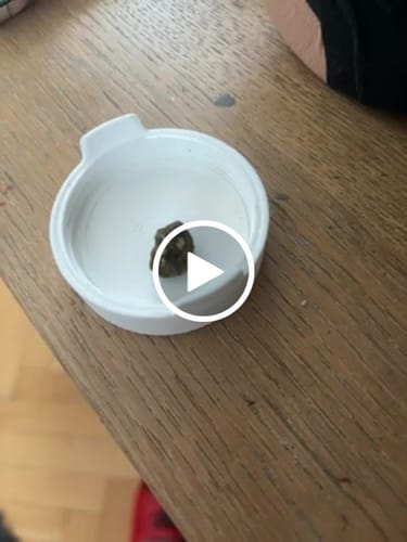 Customer video review of THC-A 30% Hash Golden Mousse