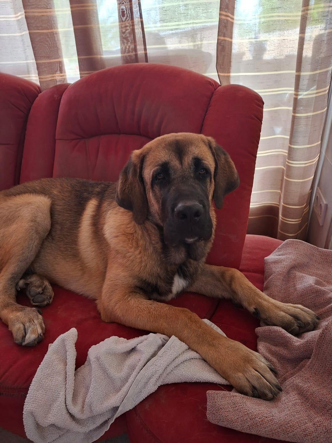 Customer photo review of Grain Free Giant Puppy
