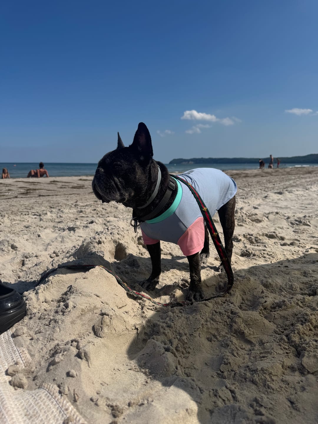 Customer photo review of Sunblock Dog T-Shirt - Color Block