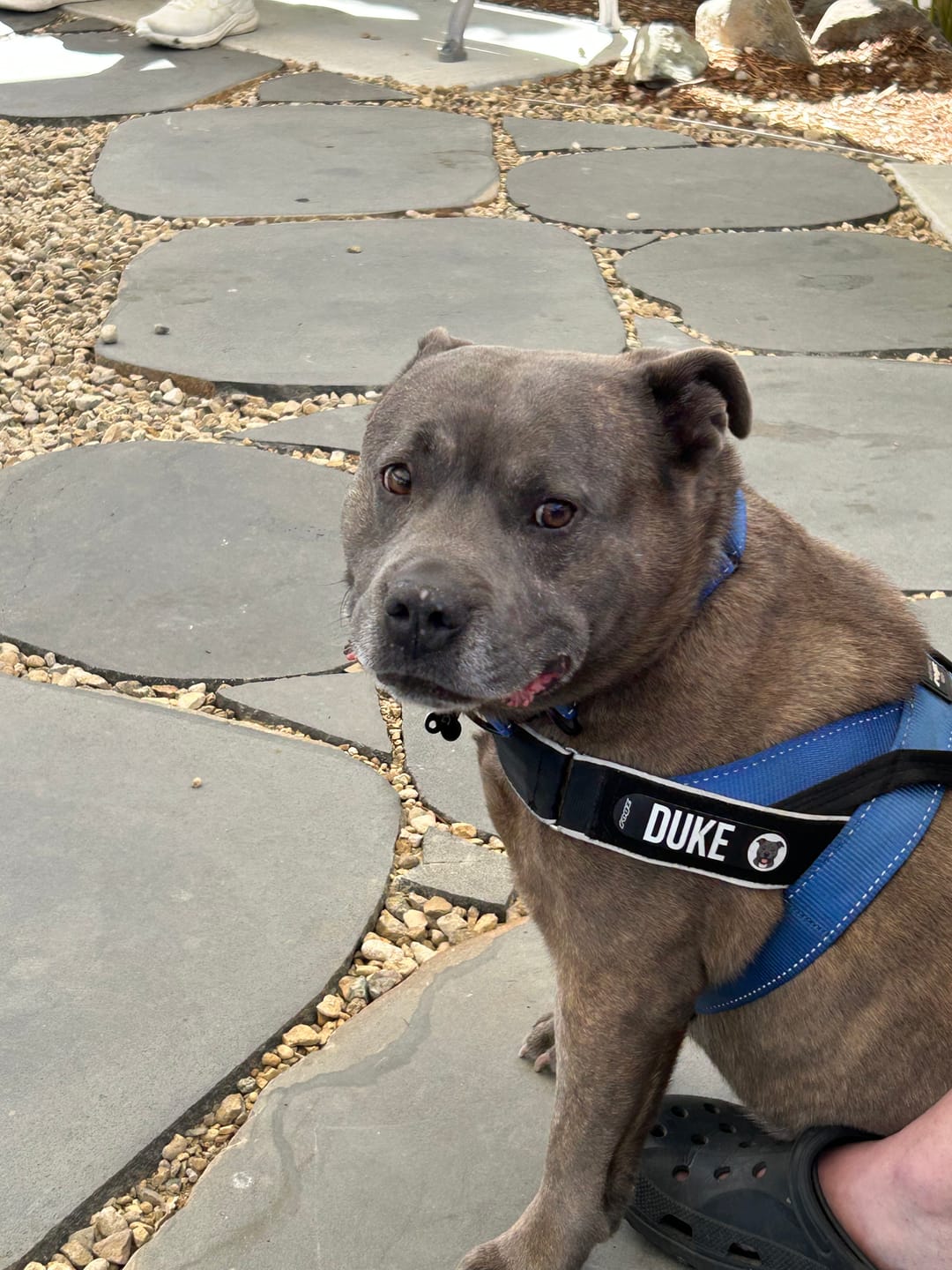 Customer photo review of Personalised Dog Badges That Let Their Personality Shine