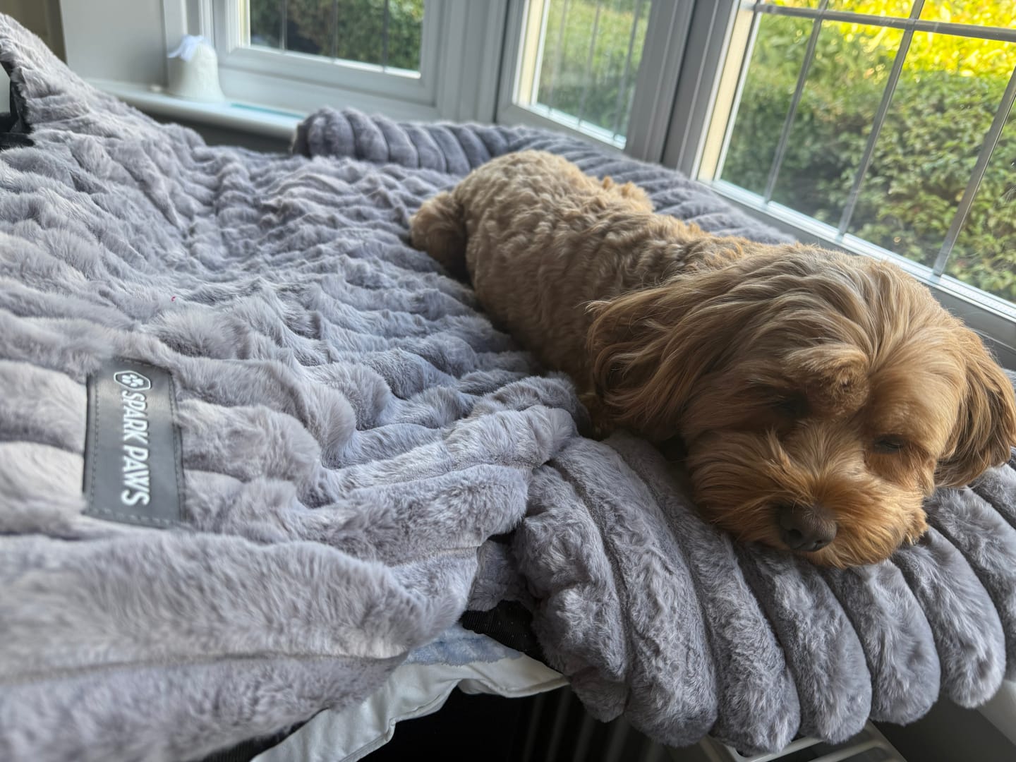 Customer photo review of Luxury Couch Cover Dog Bed - Grey