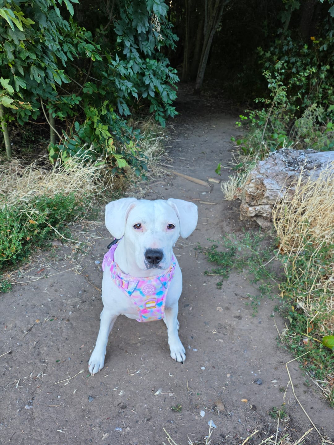 Customer photo review of Tie Dye Dog Harness - Colour Drops - Candy Floss