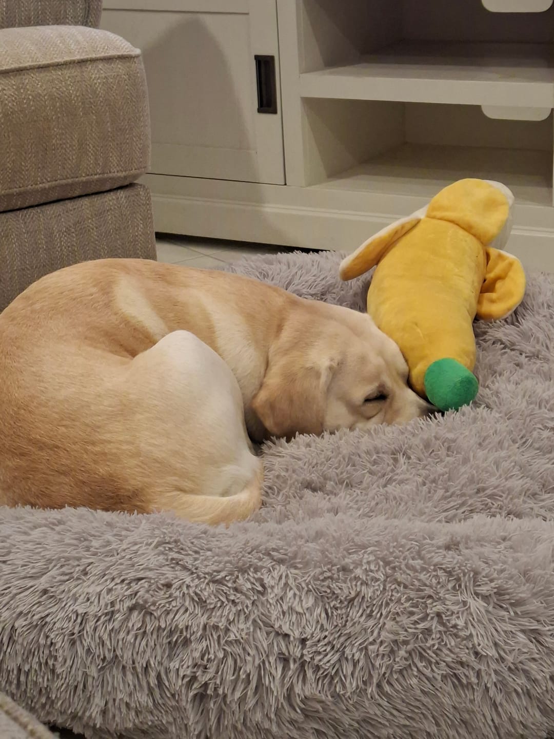 Customer photo review of Super Soft Calming Dog Beds