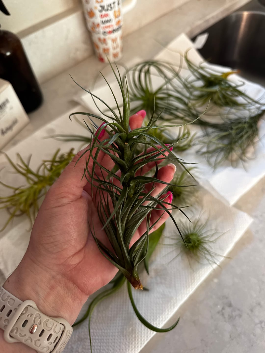 Customer photo review of Air Plant Mystery Box  Curated Tillandsia Collection  5 Tiers Available