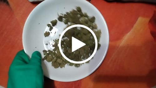Customer video review of Mimosa (Light Assist) - THCA Flower