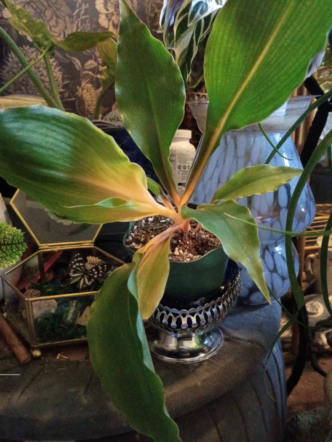 Customer photo review of Chlorophytum 'Fire Flash' 'Mandarin Orange'