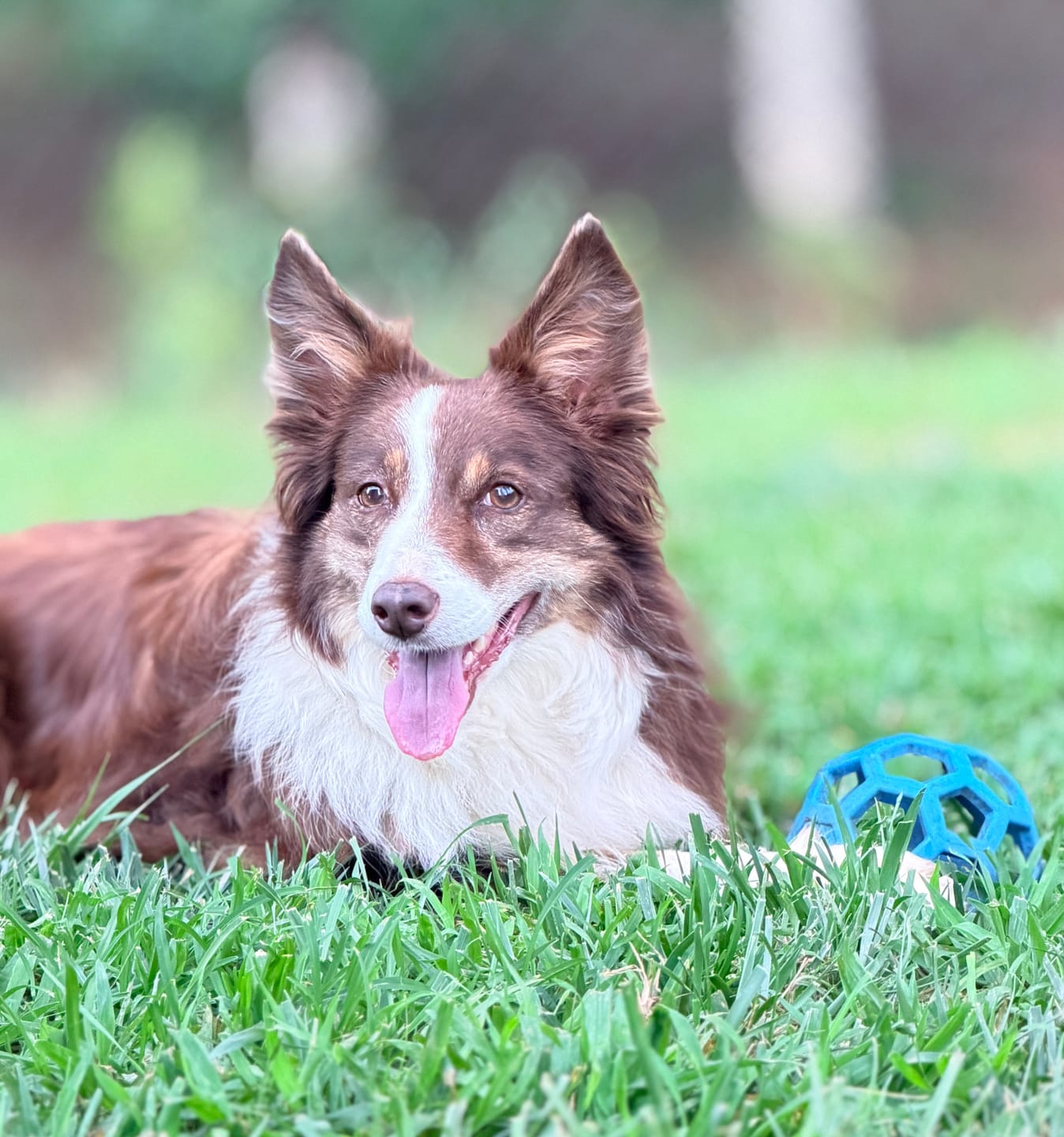 Customer photo review of 1-TDC  Oral Health + Mobility Support for Dogs