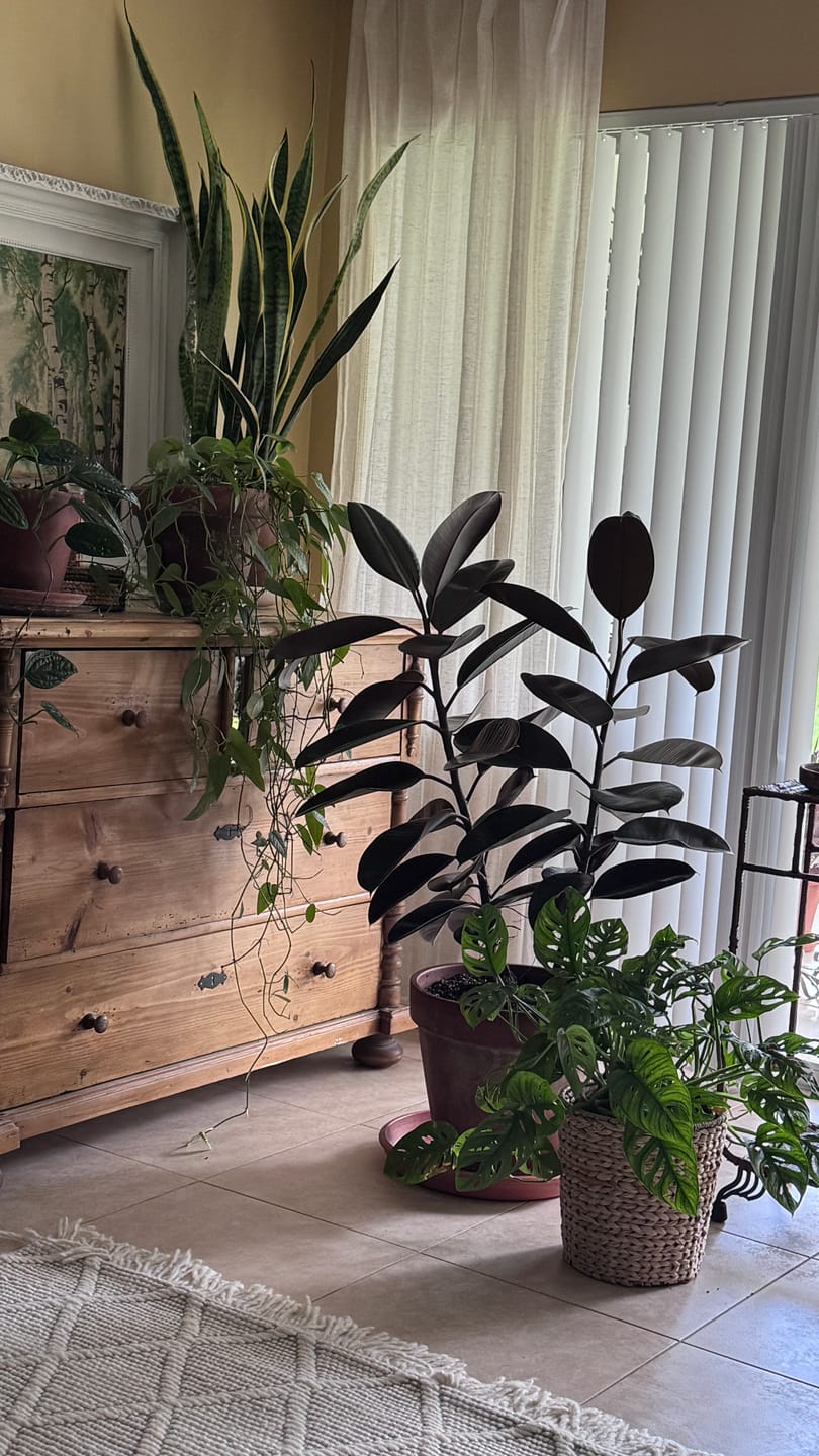 Customer photo review of Ficus Burgundy Bush, Rubber Tree