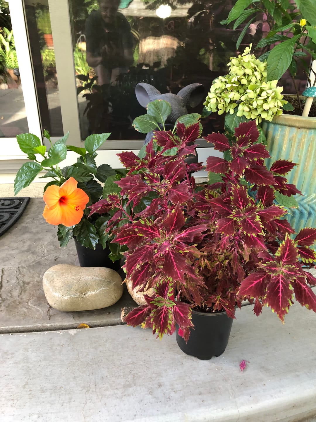 Customer photo review of Bloom Juice Award-Winning Formula