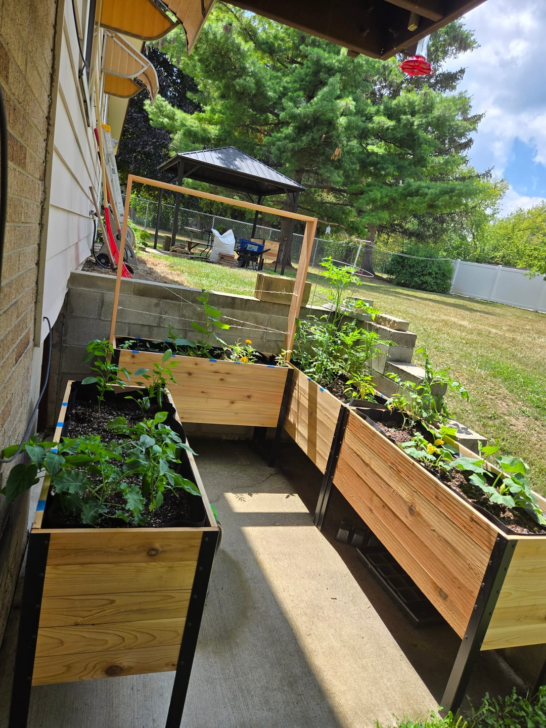 Customer photo review of 18″ x 48″ Deep Root Raised Garden Bed - 30″ TALL - Select Grade