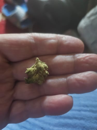 Tahoe OG - Minis - 28 Grams - Indica photo review