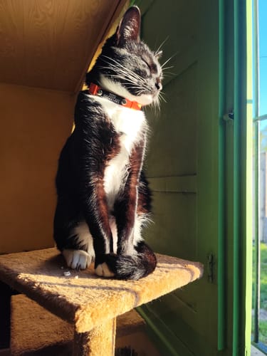 Customer photo review of Collar PVC Lavable Abrefácil (Gato)