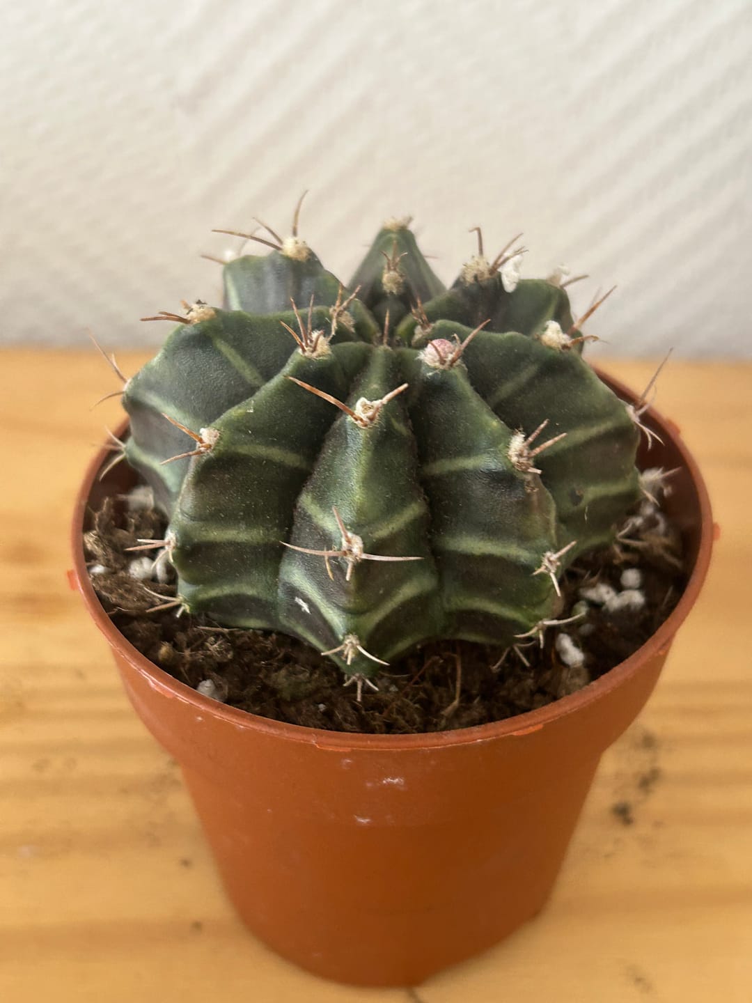 Customer photo review of Gymnocalycium Mihanovichii Friedrichii