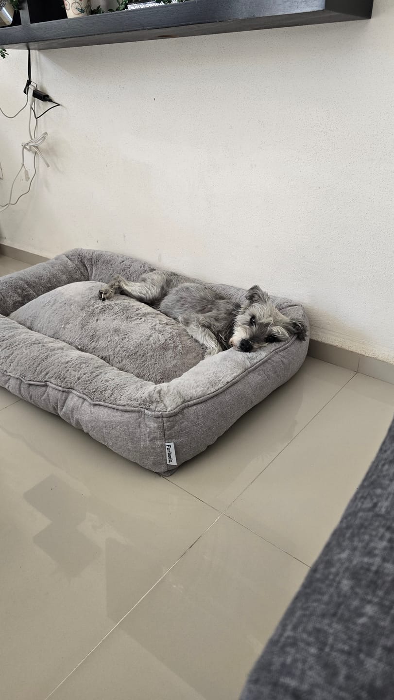 Customer photo review of Cama Sofá para Perros