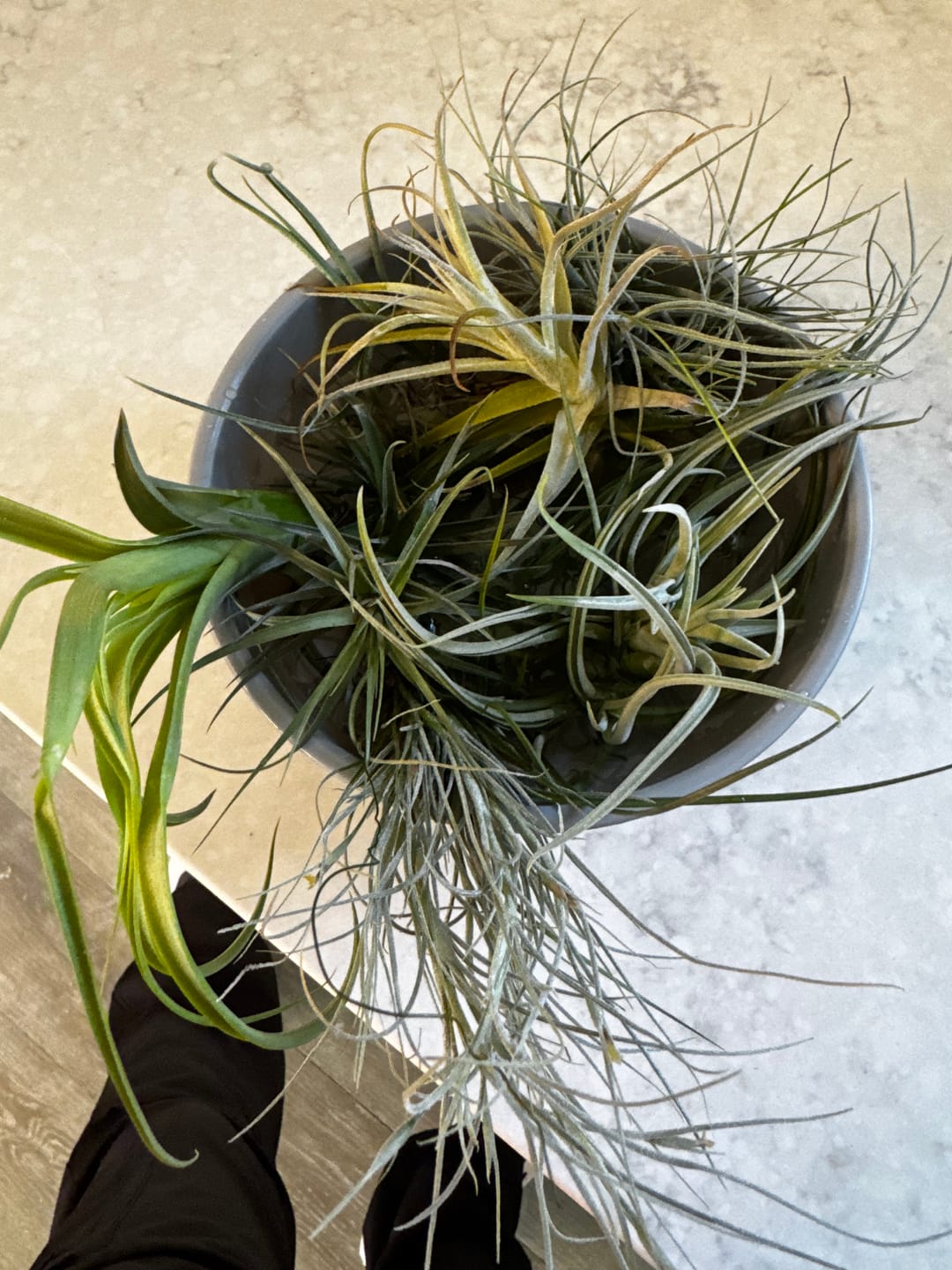 Customer photo review of Air Plant Mystery Box  Curated Tillandsia Collection  5 Tiers Available