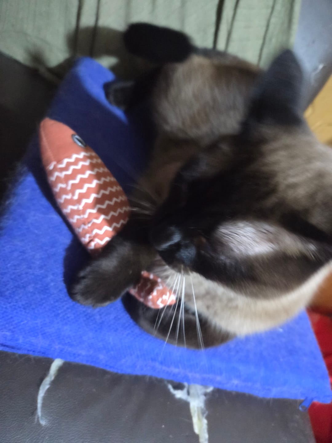 Customer photo review of CT9666 1 Pieza De Juguete De Peluche Con Diseño De Pez Para Mascota